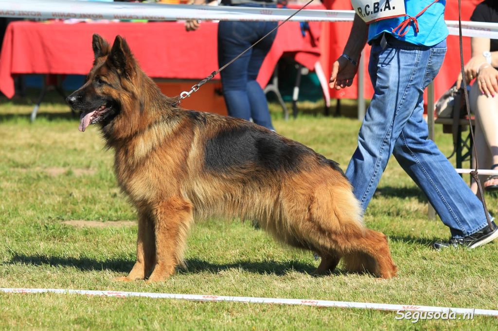 élevage Berger Allemand Poil Long Gros Gabarit Accueil - Elevage Vom valenhaus - eleveur de chiens Berger allemand